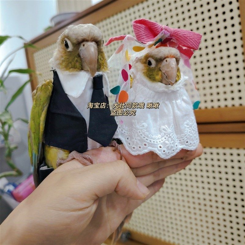 宠物鸟衣服 鹦鹉结婚装扮 婚B纱西装玄凤牡丹鹦鹉衣服鸟飞行服,淘宝优惠券,粉丝福利购,淘宝优惠卷
