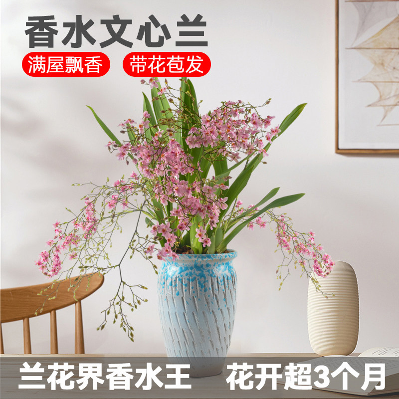 带花剑文心兰盆栽梦香兰带盆浓香型兰花桌面客厅室内花卉绿植好养,淘宝优惠券,粉丝福利购,淘宝优惠卷