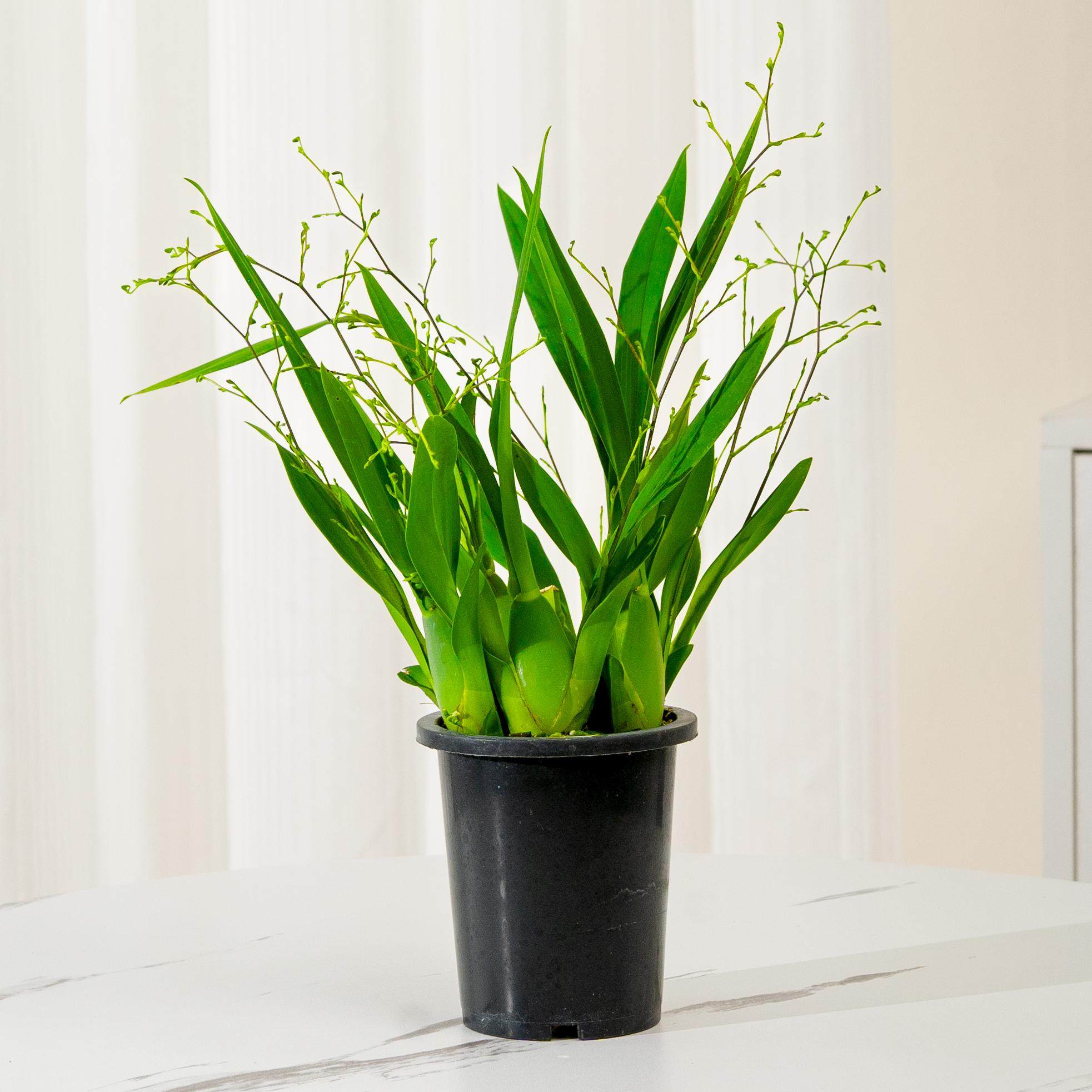 带花剑文心兰盆栽梦香兰带盆浓香型兰花桌面客厅室内花卉绿植好养,淘宝优惠券,粉丝福利购,淘宝优惠卷