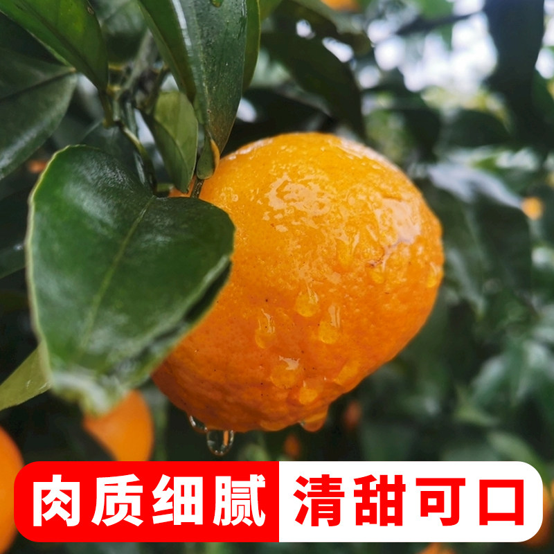 沃柑正宗广西沃柑10斤当季新鲜水果原产地直发店现摘新鲜沃柑桔子,淘宝优惠券,粉丝福利购,淘宝优惠卷