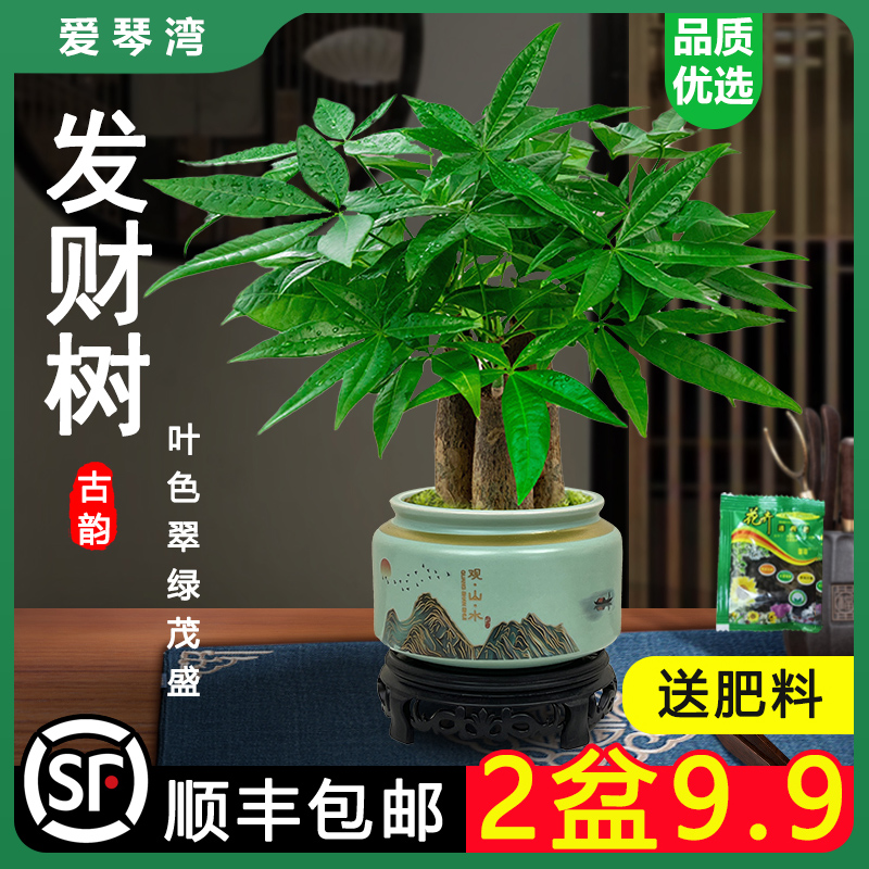 发财树小盆栽室内植物水培客厅招财摆件新款花卉绿植盆景好养易活