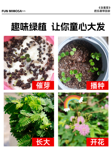 含羞草盆栽害羞草花种子室内阳台绿植物种苗趣味花卉种籽四季常青