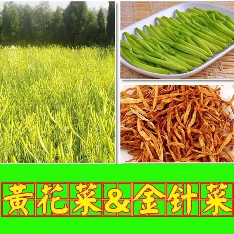 黄花菜种苗四季种植苗根盆栽易活忘忧草萱草食用金针菜根苗菜种子 - 图2