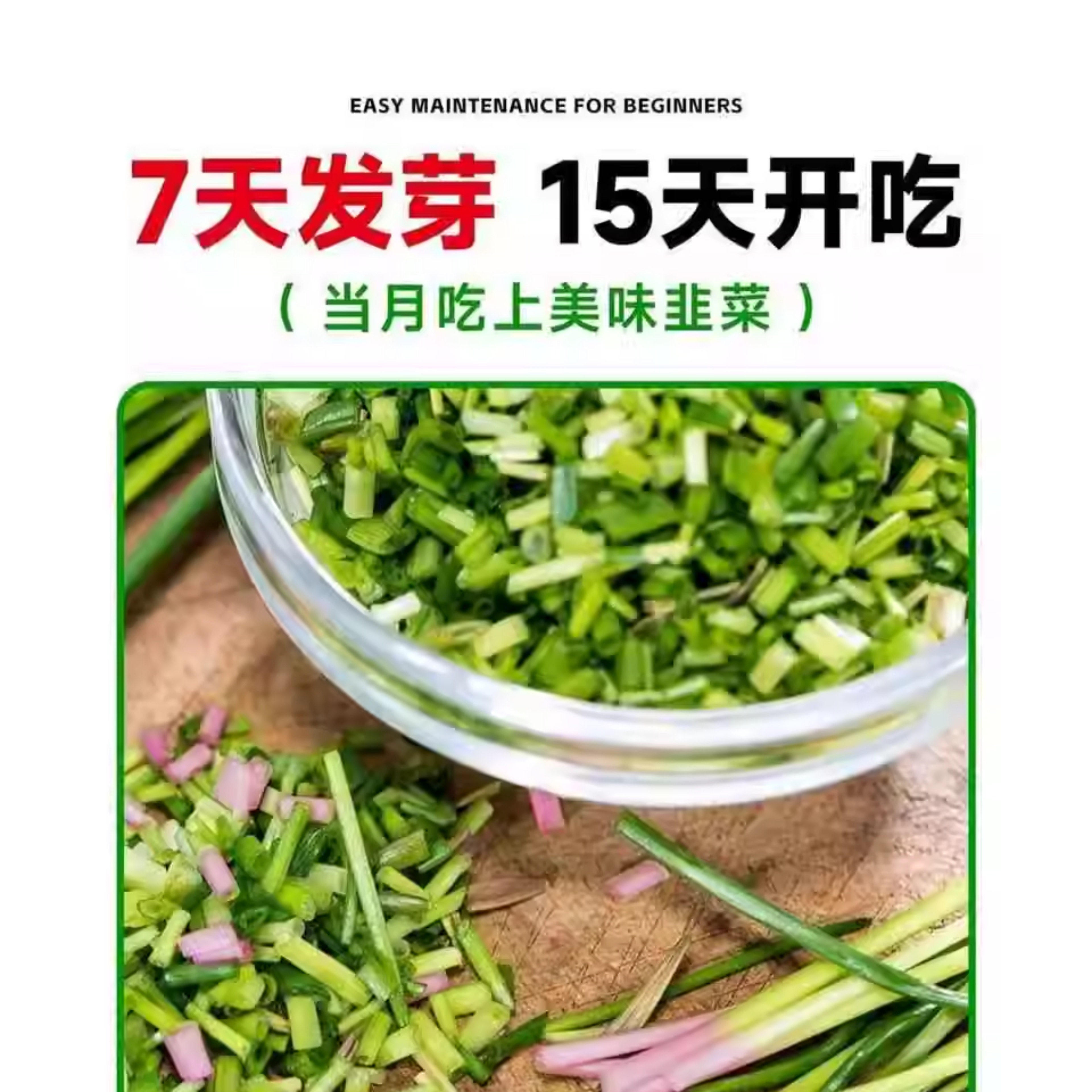 新韭菜根苗现挖红紫根小细叶阳台室内盆景栽大宽叶带根农家老品种,淘宝优惠券,粉丝福利购,淘宝优惠卷