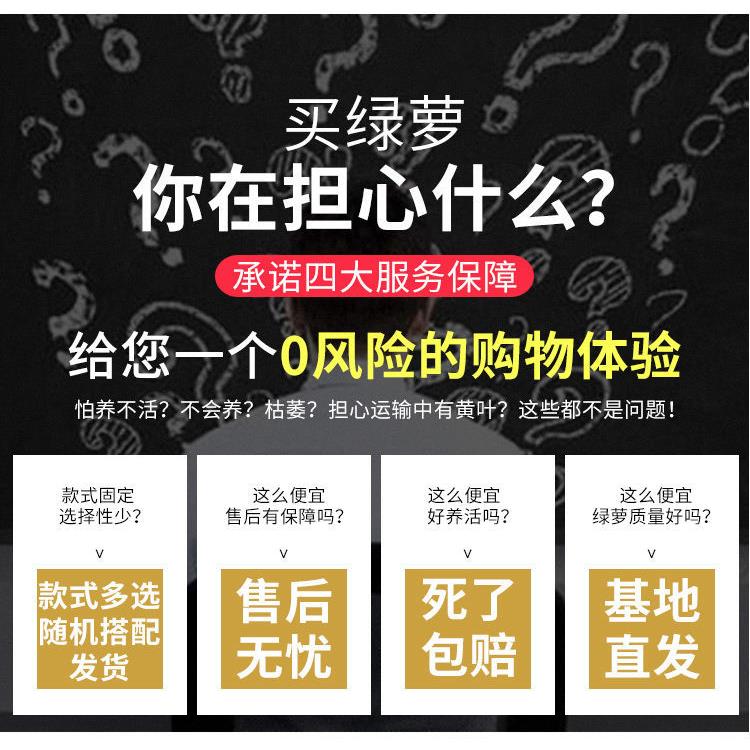 绿萝盆栽绿植净化空气绿箩植物吊兰花卉家用室内客厅室内吸除甲醛 - 图1