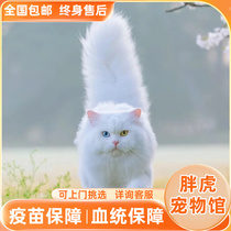 Linching Lion Cat Shandong Lion Cat Pure White Long Fur Foreign Pupil Cat Native Cat Field Kitty will catch the rats cat