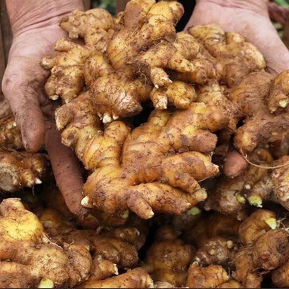 氯化胆碱98%膨大素增产地下块茎根作物原药蒜姜地瓜药材麦田土豆 - 图2