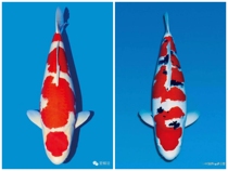 1 ornamental fish brocade carp randomly haired 10 to 30 1