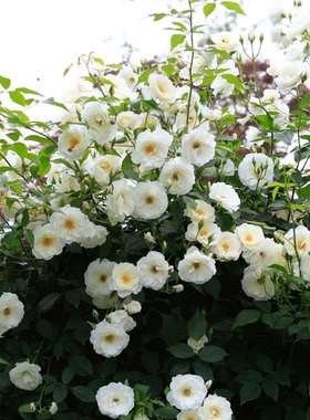 海蒂的花园藤冰山经典爬藤月季长势强壮花量巨大藤本拱门花卉盆栽