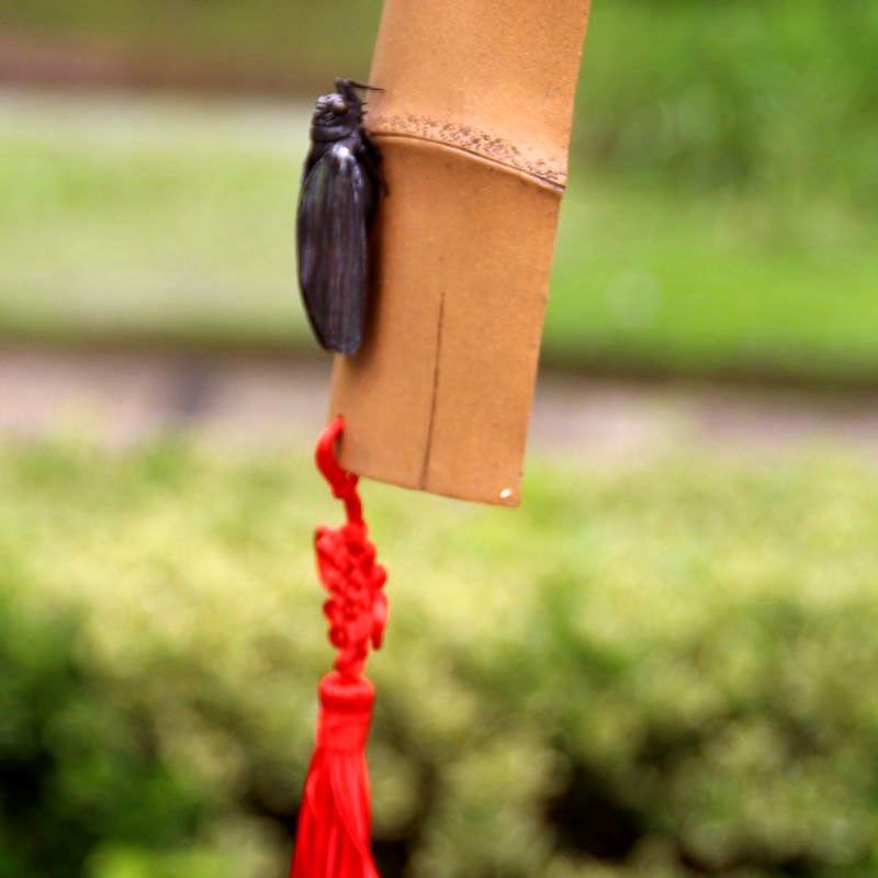 宜兴纯手工紫砂大竹片知了挂件茶宠蝉文房茶玩雕塑小摆.件知足常,淘宝优惠券,粉丝福利购,淘宝优惠卷