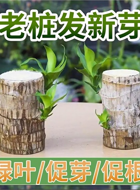 巴西木营养液专用肥料幸运木水培促爆芽防黄叶底部发霉生根液体肥