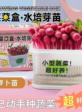 小学生儿童植物观察盒绿豆芽生长种植水培盆栽幼儿园实验作业