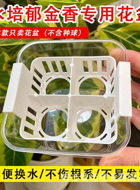 水培郁金香专用花盆含定植篮方便换水不伤根系水养郁金香器皿