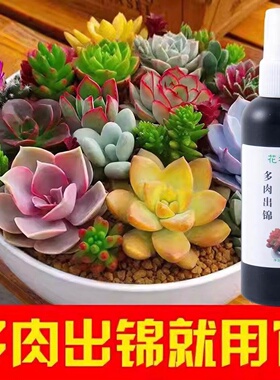 多肉出锦药水变红增色剂专用营养液暴爆牙增红增肥金枝玉叶变色剂