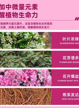 杜鹃花专用营养液强根健苗花苞满枝让杜鹃生机盎然花期延长营养液