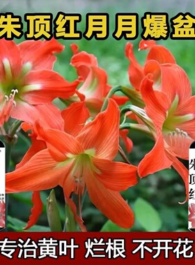 【爆箭】朱顶红营养液催花箭促开花防黄叶一喷爆箭免稀释液体肥