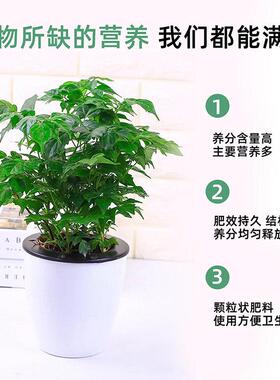 幸福树专用肥料幸福树掉叶子专用肥专治黄叶枯叶氮磷钾复合花肥料