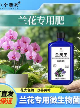 八个老头兰灵王君子兰兰花专用营养液植物蝴蝶兰兰花盆栽花卉