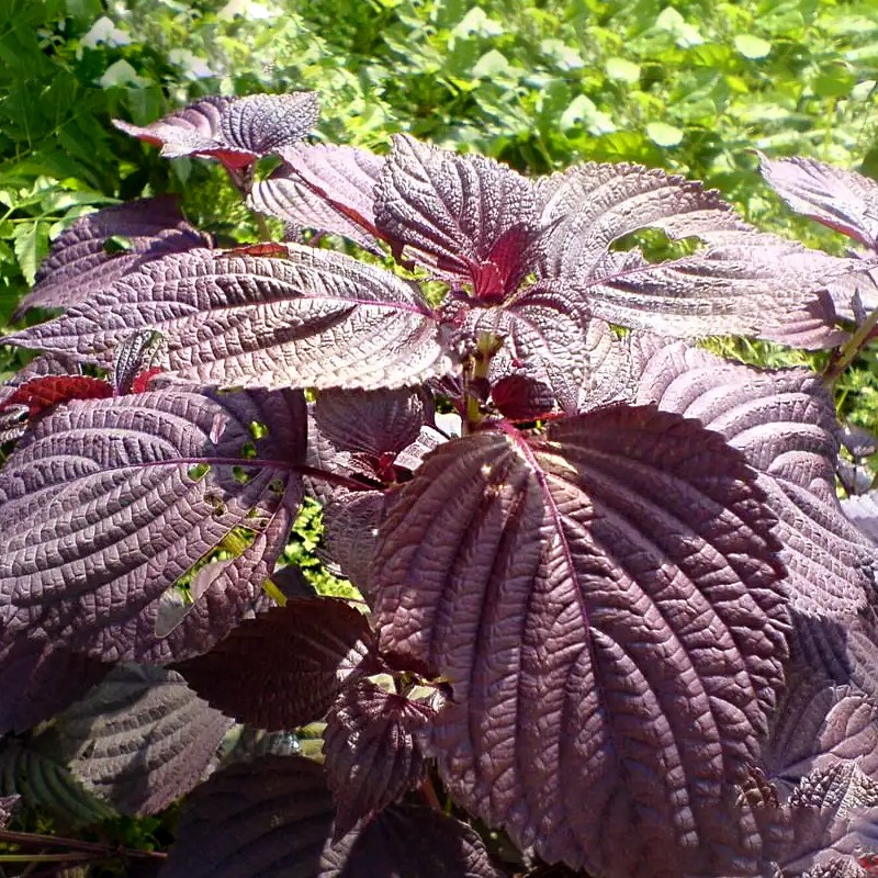 紫苏种子种籽孑种苗盆栽可食用籽种四季种植耐旱野菜蔬菜紫叶苏子 - 图1