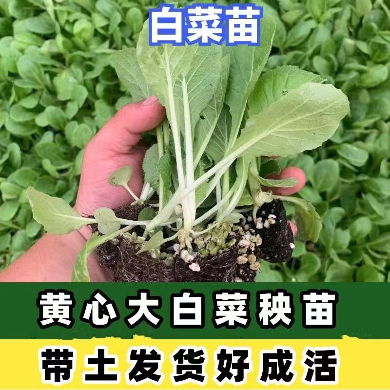 黄心大白菜苗秧苗莴笋苗西蓝花紫甘蓝卷心菜花菜秋冬耐寒蔬菜种苗 - 图3