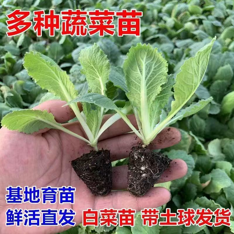 黄心大白菜苗秧苗莴笋苗西蓝花紫甘蓝卷心菜花菜秋冬耐寒蔬菜种苗-图1