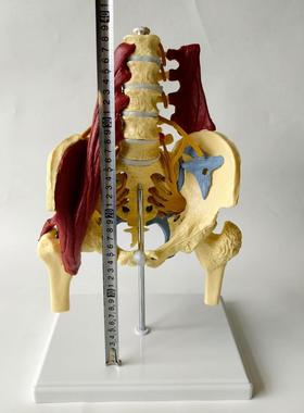 成人比例腰椎带要肌肉盆肌模型 脊椎盆骨脊柱骨骼 神经椎间盘突出