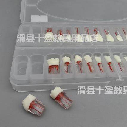 牙医考试练习口腔带髓腔根管牙粒树脂牙开髓牙粒全口28颗备牙模型 - 图3