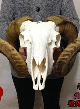 极速藏区a真羊头头骨工艺品标本装饰品 天然牦牛羊头壁挂家居摆件