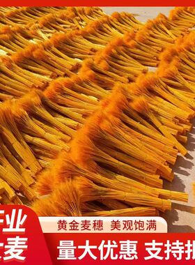 【精品】黄金大麦麦穗干花开业大麦黄金麦穗厂家 整箱永生麦穗
