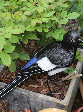 假鸟 仿真鸟 树脂小鸟装饰摆件仿真喜鹊雕塑 庭院装饰 花园摆件
