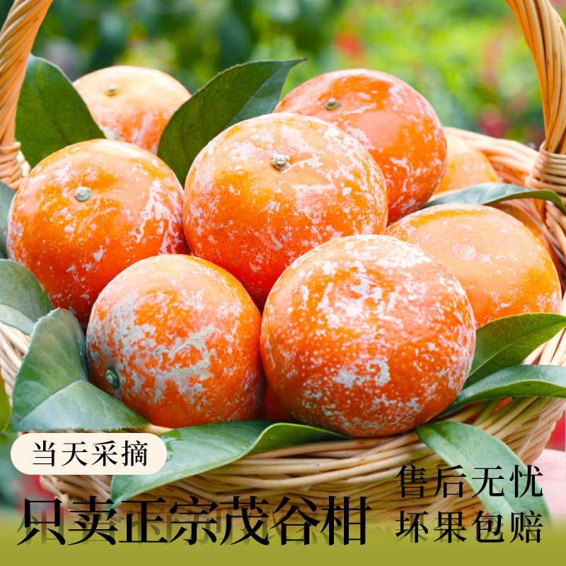 广西武鸣茂谷柑脏脏柑10斤新鲜水果应当季整箱沃橘子石灰柑桔子,淘宝优惠券,粉丝福利购,淘宝优惠卷