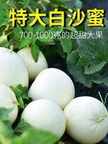 White salasses Sweet melon Melon Seeds Super Sweet Season North Fruits White Peel Melon Seeds large Whole seed Seeds Melon Seeds