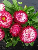 Small Miao red Petal Daisy Tasu Strawberry Cream Import New Breed Autumn Winter Spring Balcony Patio