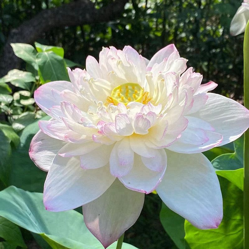 荷花藕种大型观赏荷花苗水培碗莲睡莲花卉池塘水生种根苗荷花缸养