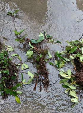 水果绿化植物盆栽野地瓜苗地枇杷苗地瓜藤苗地石榴苗地板藤苗