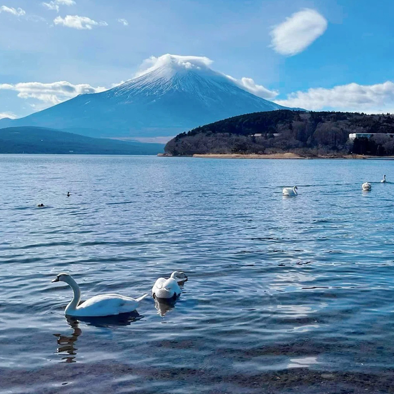 含机票签证/日本旅游大阪东京半自由旅行纯玩6天京都奈良跟团游-图1