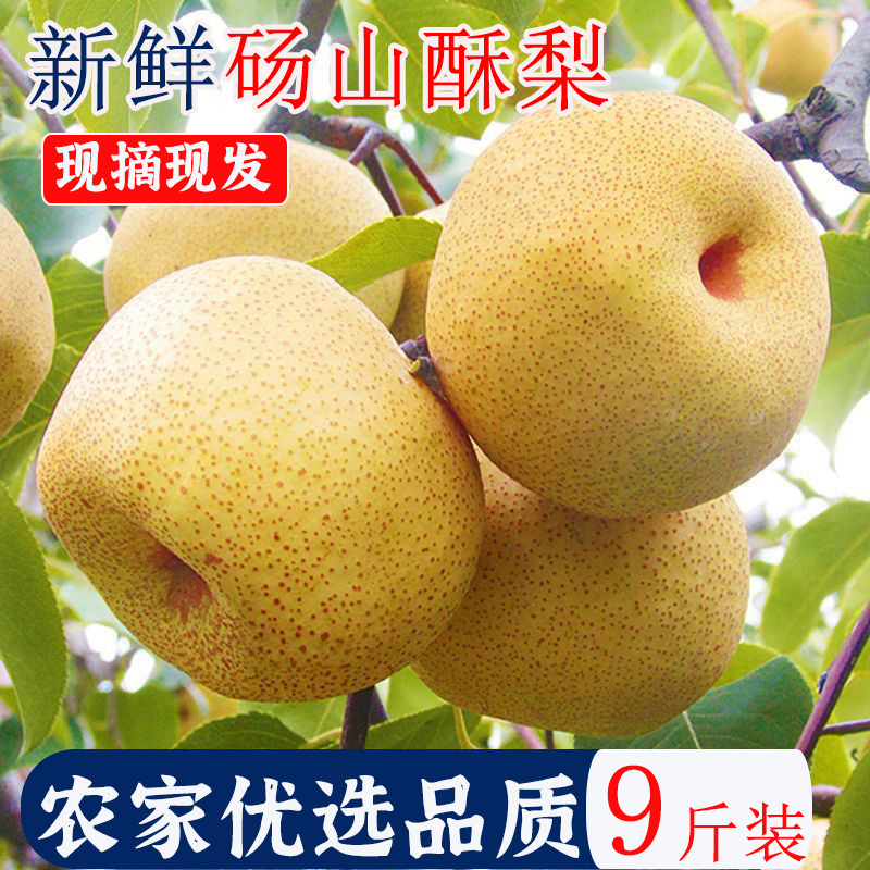 安徽正宗砀山梨酥梨汤山梨子新鲜10斤农家现摘当季水果产地直销 - 图1
