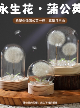 真蒲公英干花永生花植物标本摆件