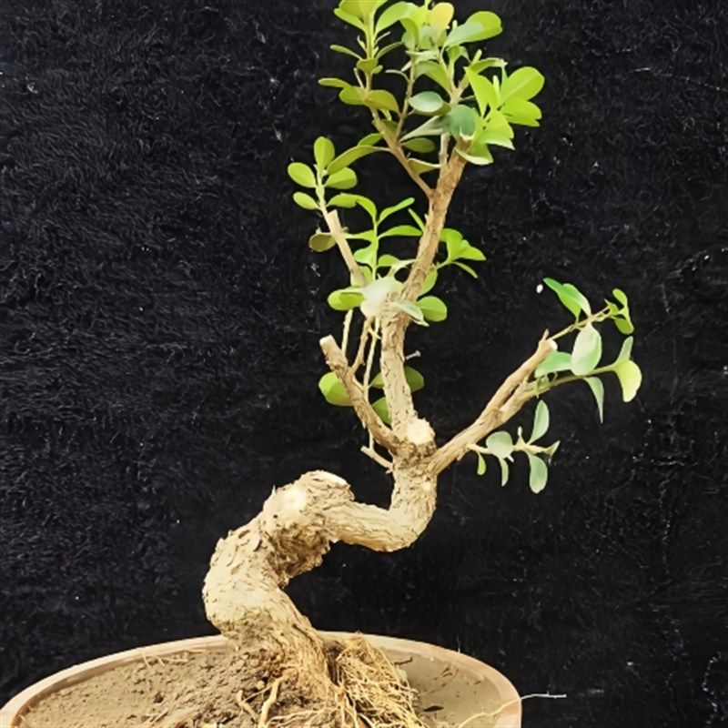 极速矮霸瓜子黄杨老桩 盆景素材树 微型盆景 掌R中宝四季长青 耐,淘宝优惠券,粉丝福利购,淘宝优惠卷