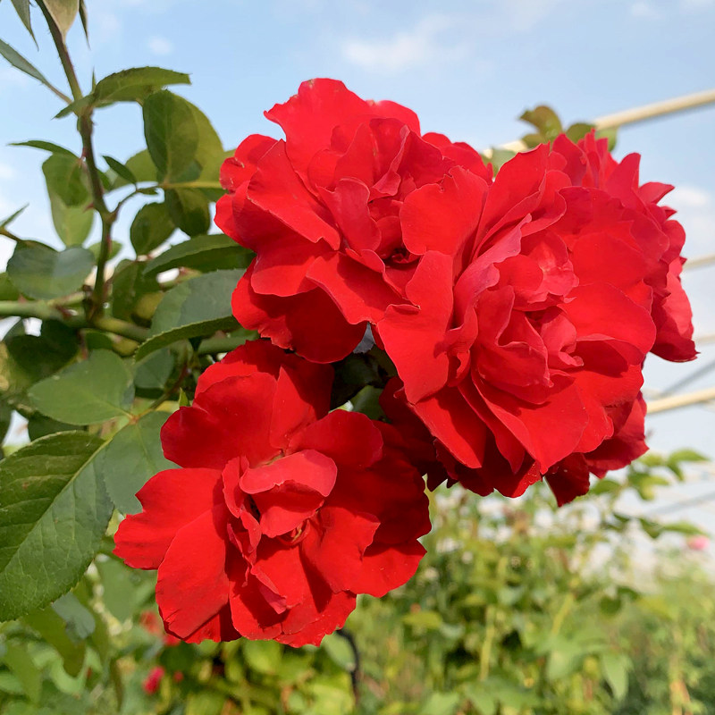 速发鲁苗红爬藤月季母本大大庭院多季蔷薇花苗藤本硕花玫瑰地栽爬,淘宝优惠券,粉丝福利购,淘宝优惠卷