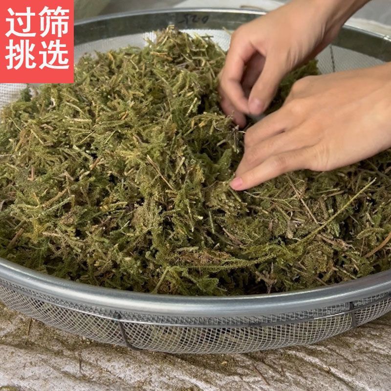 【甄选野生伸筋草】无硫中药材泡水煮水关节痛泡脚散装包邮海风藤