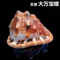  Four Great Names Snail Huambo Great Sea Snail Shells High Gear Gift Opening Celebration Shop Window Creative Pendulum