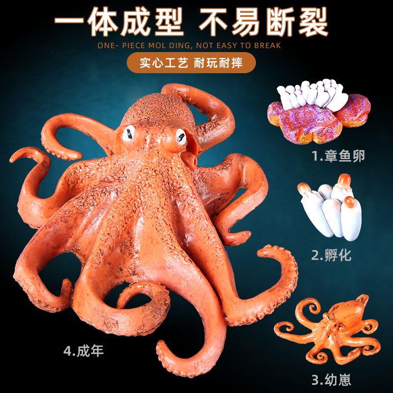 仿真海洋软体动物模型儿童海底生物玩具八爪鱼章鱼乌贼鱿鱼摆件-图2