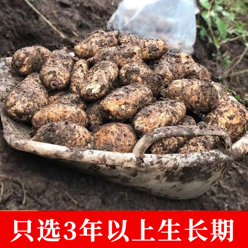 正宗云南昭通小草坝特产新鲜天麻仿野生礼盒装产地现挖直发乌天麻-图2