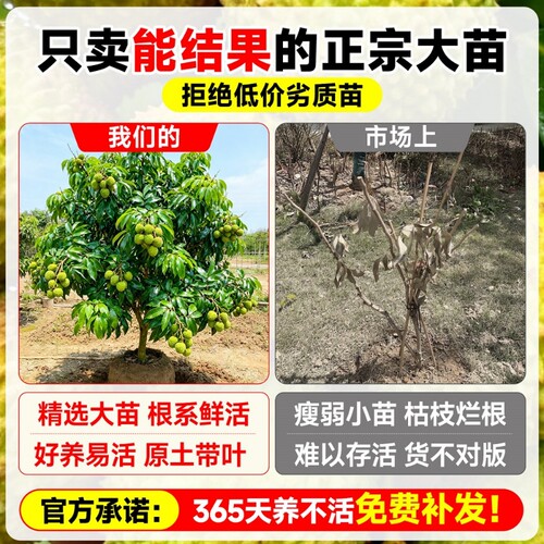 正宗观音绿荔枝树苗嫁接特大苗土球盆栽地栽南方果树当年结果庭院 - 图0