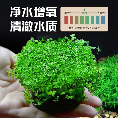 日本高珍珠坨草珍珠草水草植物鱼缸造景专用淡水培阴性前景草无菌 - 图3