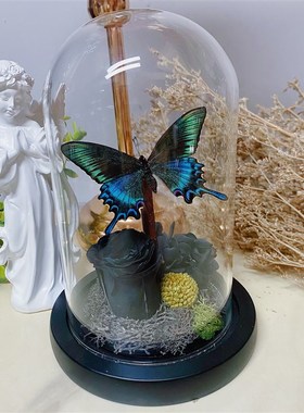 森林绿皇后绿带翠凤蝶真蝴蝶标本永生花微景观玻璃V罩摆件生日礼