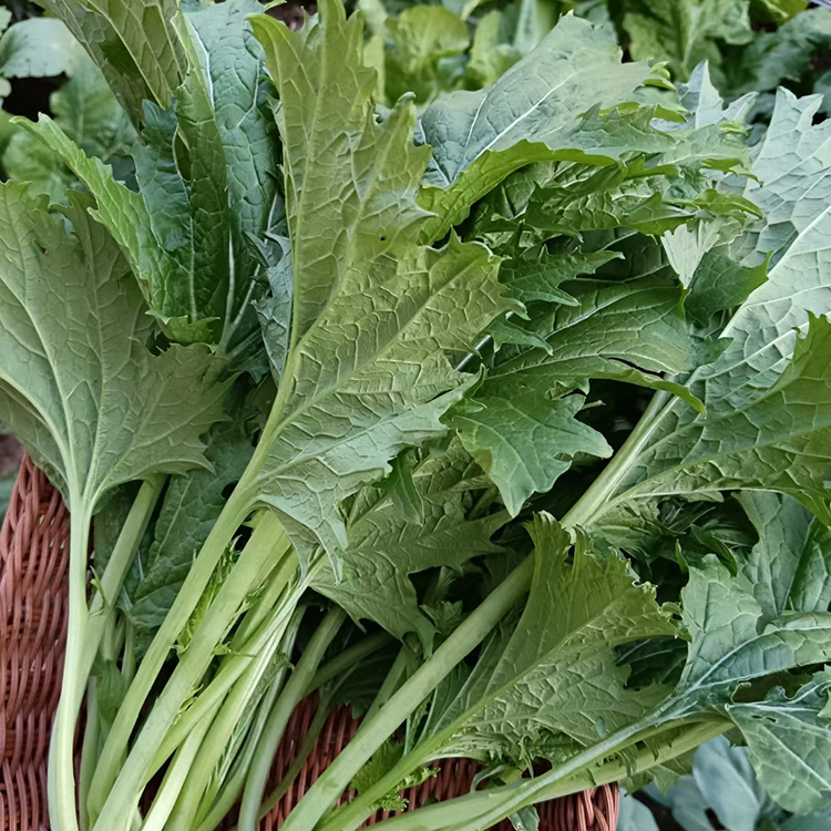 香芥菜种子香香菜饺子馅梅干菜种籽特色香芥菜种子农家田园蔬菜孑,淘宝优惠券,粉丝福利购,淘宝优惠卷