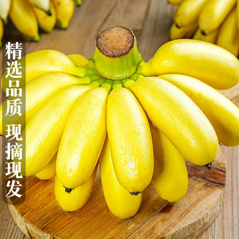 现摘广西小米蕉当季新鲜水果10斤整箱自然熟banana苹果蕉香蕉粉蕉-图1