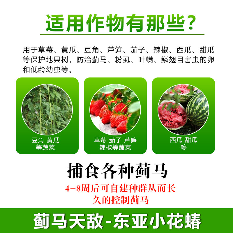 小花蝽捕食性天敌活体昆虫防治蓟马蚜虫粉虱棉红铃虫叶螨蚜虫蔬菜,淘宝优惠券,粉丝福利购,淘宝优惠卷